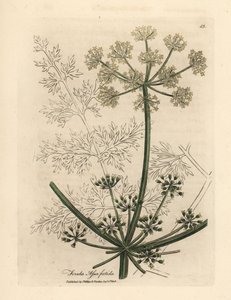 Witte bloem van reuzenvenkel of asafetida, Ferula assafoetida