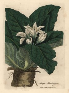 Witbloemige alruin, Atropa mandragora door James Sowerby