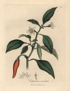 Witbloemige, scharlakenrode guineapeper, Capsicum annuum door James Sowerby