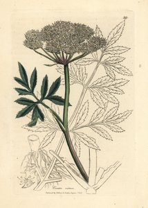 Witte bloem van waterscheerling, Cicuta virosa