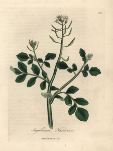 Witbloeiende waterkers, Sisymbrium nasturtium door James Sowerby