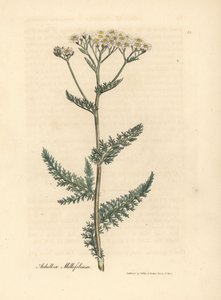 Witbloemige duizendblad of duizendblad, Achillea millefolium door James Sowerby