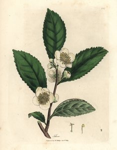 Witte bloemen en groene theebladeren, Thea bohea, Camellia sinensis door James Sowerby
