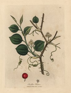 Witte bloemen, ranken en rode bes van Chinese smilax