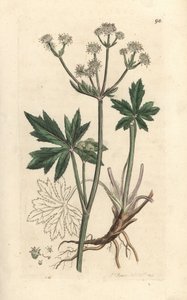 Boslieveheersbeestje, Sanicula europaea. Illustratie van James Sowerby uit James Smith