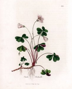 Bosklaverzuring of bosoxalide - Bosklaverzuring, Oxalis acetosella. Handgekleurde kopergravure uit een botanische illustratie door James Sowerby uit William Woodville en Sir William Jackson Hooker