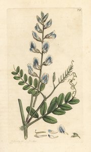 Boswikke, Vicia sylvatica. Handgekleurde kopergravure naar een illustratie door James Sowerby uit James Smith