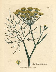 Gele venkelbloem, Anethum foeniculum