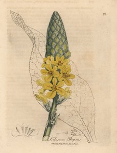 Geelbloemige grote breedbladige toorts, Verbascum thapsus