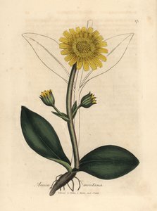 Gele bloemige bergarnica, Arnica montana door James Sowerby