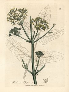 Gele bloemige opopanax of ruwe pastinaak, Pastinaca opopanax door James Sowerby