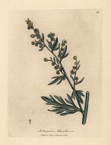 Gele alsem, Artemisia absinthium
