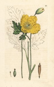 Gele of Welshe klaproos, Papaver cambricum (gele klaproos). Handgekleurde kopergravure naar een illustratie door James Sowerby uit James Smith