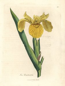 Gele waterzwaard, Iris pseudocorus