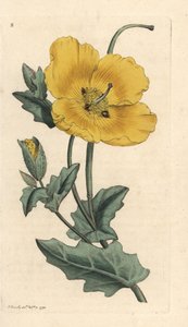 Gele hoornpapaver, Glaucium flavum (Chelidonium glaucium)