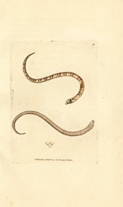 Jonge gladde slang, Coronella austriaca