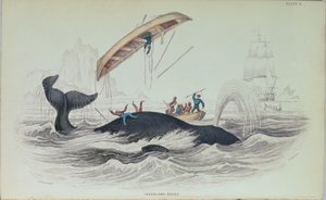 Groenlandse Walvis, boekillustratie gegraveerd door William Home Lizars (1788-1859) door James Stewart