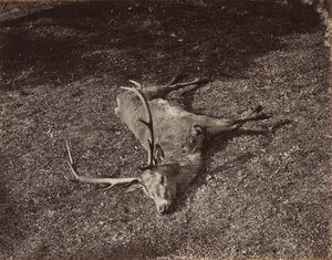 Het Koninklijke Hert, c. 1870 door James Valentine