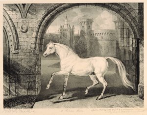 Een Perzisch paard, uit 