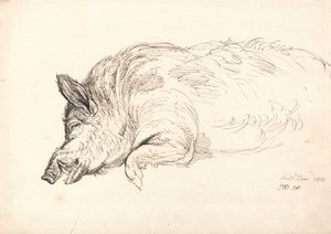 Een Wild Zwijn, Slapend of Dood, 1814 door James Ward