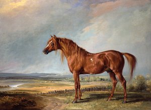 Kopenhagen, Wellingtons favoriete paard, in een landschap door James Ward