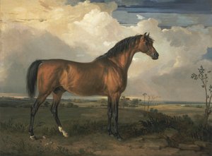 Eagle, een beroemde hengst