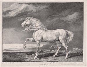 Veertien beroemde paarden: Adonis, 1824 door James Ward