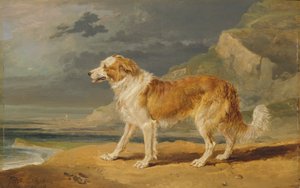 Ruwhaar Collie door James Ward
