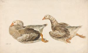 Studies van ganzen door James Ward
