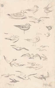 Studies van meeuwen