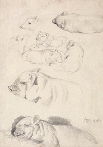 Studies van varkens