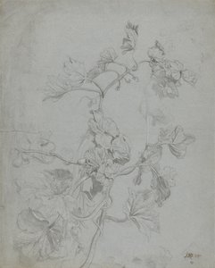 Studie van een klimplant (Pompoenfamilie) door James Ward