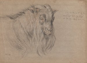 Studie van het hoofd van een ram door James Ward