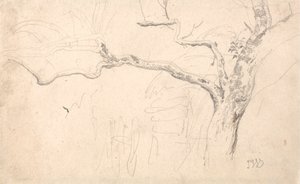 Boomstudie door James Ward