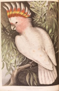 Inka-kaketoes, Plyctolophus leadbeateri