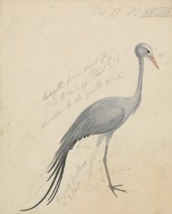 Een kraanvogel