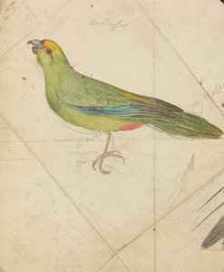 Een papegaai door James de Carle Sowerby