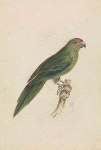 Een papegaai door James de Carle Sowerby