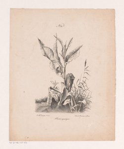 Waterplanten
