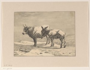 Stier en een ezel