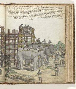 Een gebonden olifant wordt geleid uit het laatste deel van de val, de gevangeniskraal