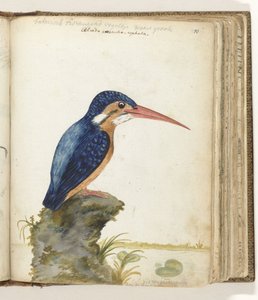 Blauwoorijsvogel