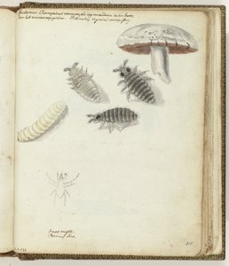 Champignonswormen