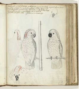 Kaketoe van Ambon door Jan Brandes