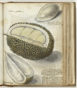 Durian door Jan Brandes