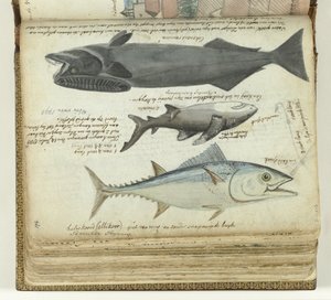 Een tonijn, een haai en een remora door Jan Brandes
