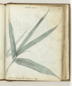Het blad van bamboeriet
