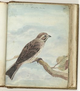 Hollandse vogel
