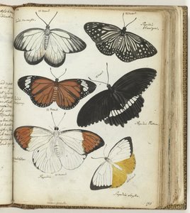 Indische vlinders door Jan Brandes