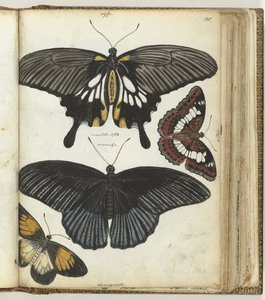Indische vlinders door Jan Brandes